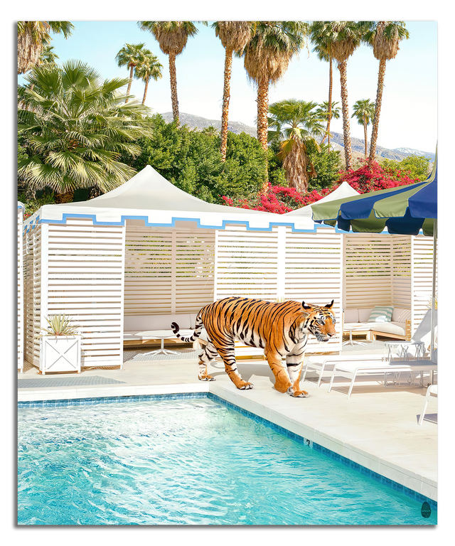 Vagabundo del complejo turístico