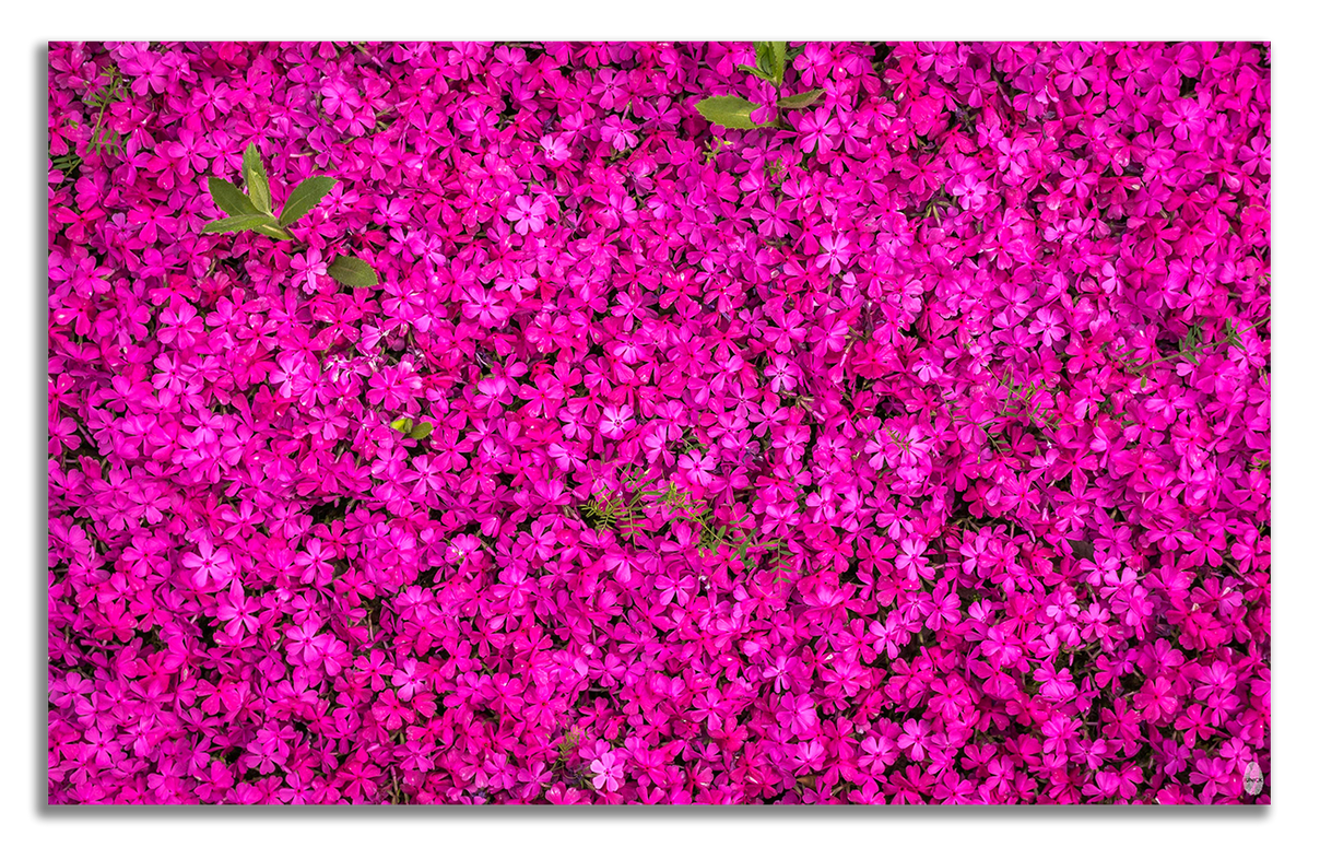 Pink Field