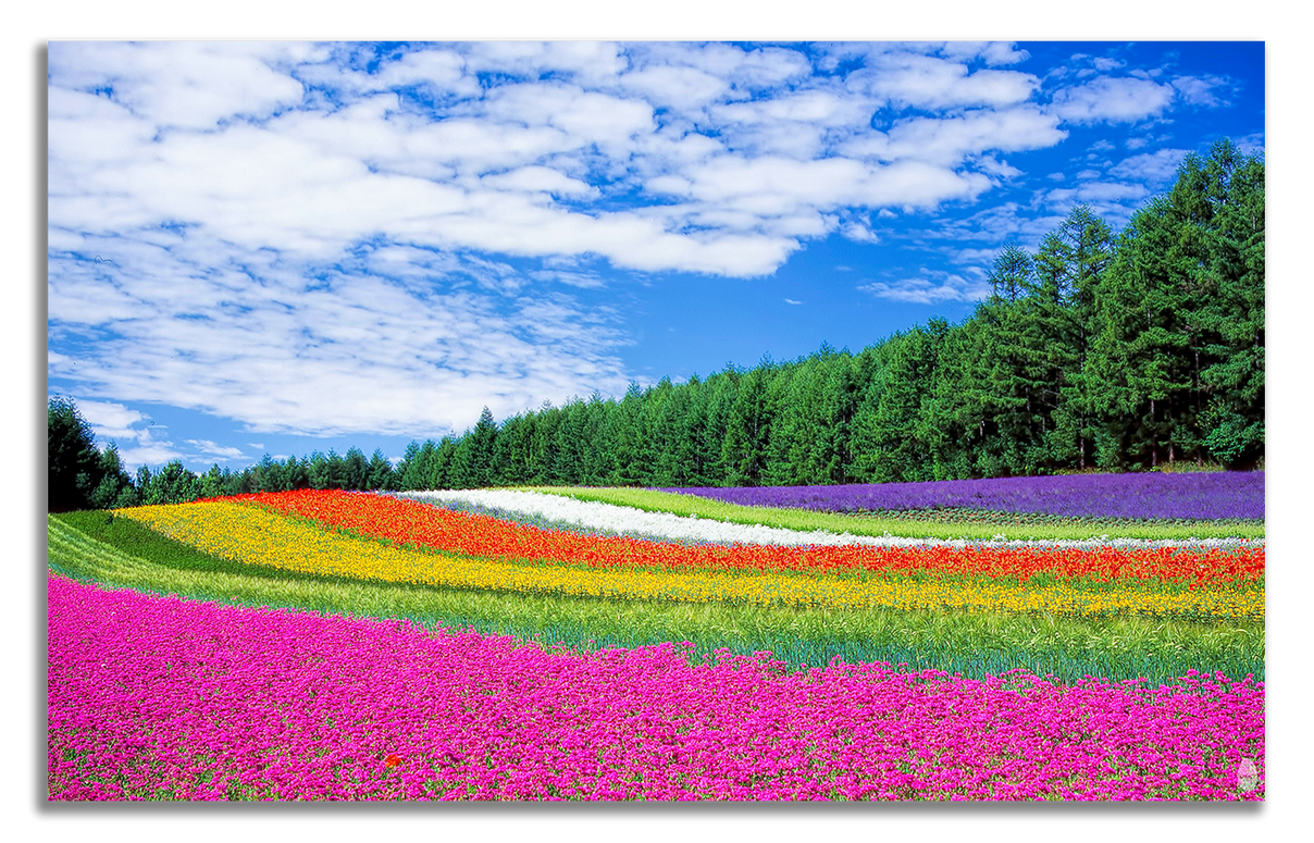 Flowering Fields