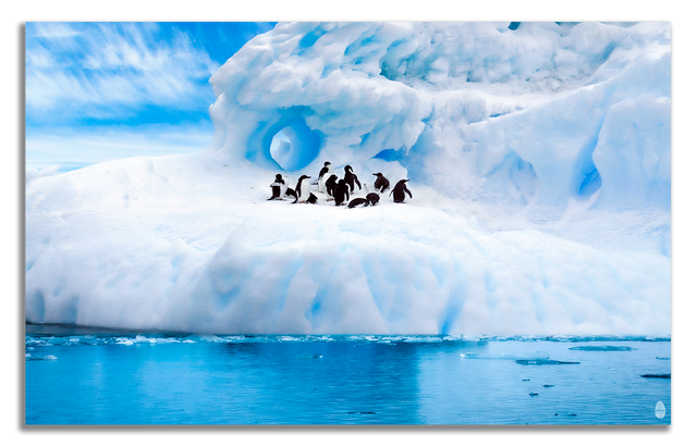 Antarctic Life