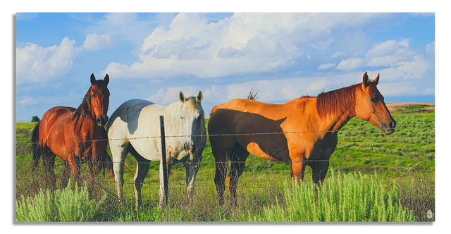 Equine Trio