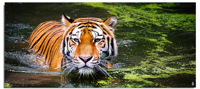 Guardian of the River