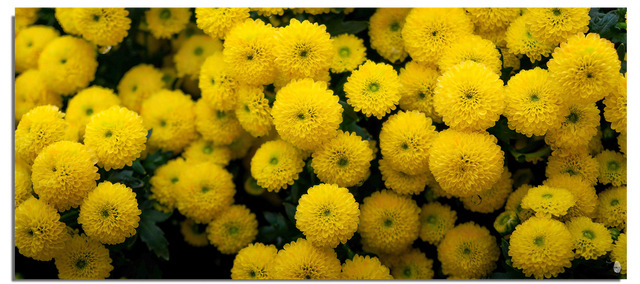 Sea of Chrysanthemus