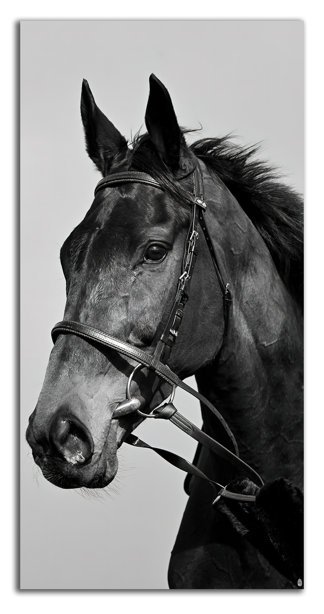 Portrait of Nobility